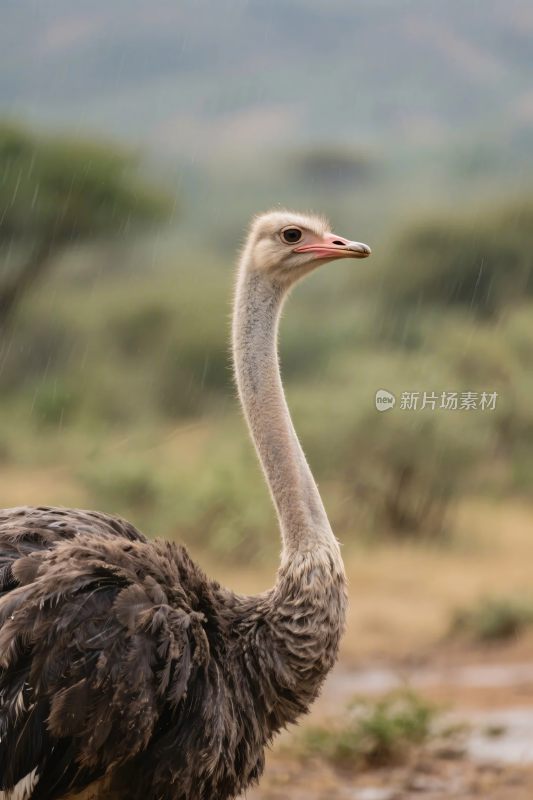 鸵鸟自然景观图