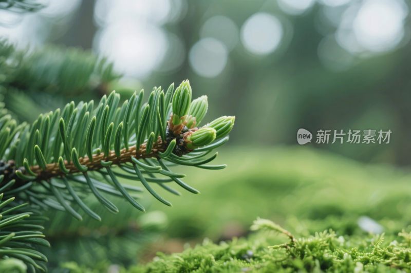松枝苔藓自然风景