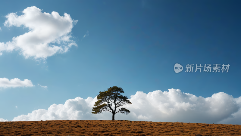 山上的一棵孤树蓝天高清风景图片