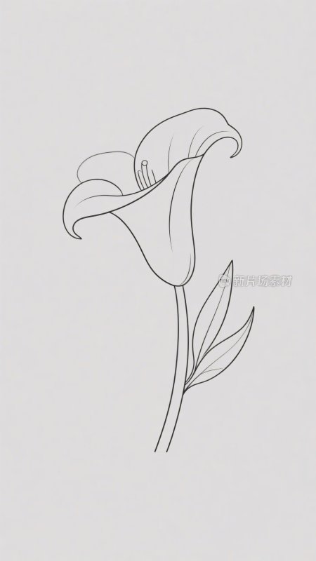 线条勾勒的简约百合花插画