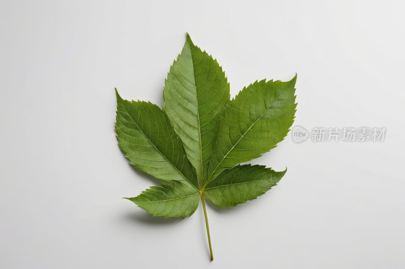 白色背景一片叶子高清图片