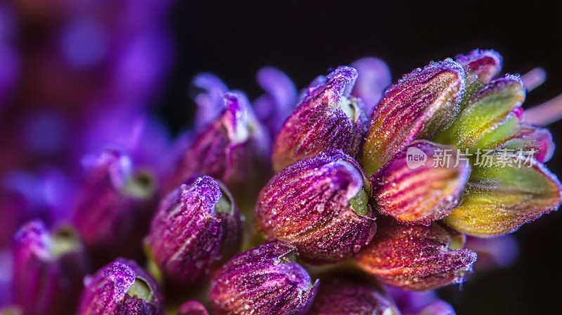 紫芽苞特写