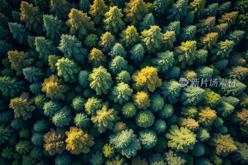 森林的景色中间有很多树木高清风景风光图片