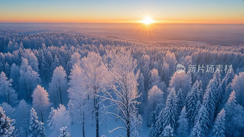 冬季日出雪松树林阳光照耀唯美雪景壁纸