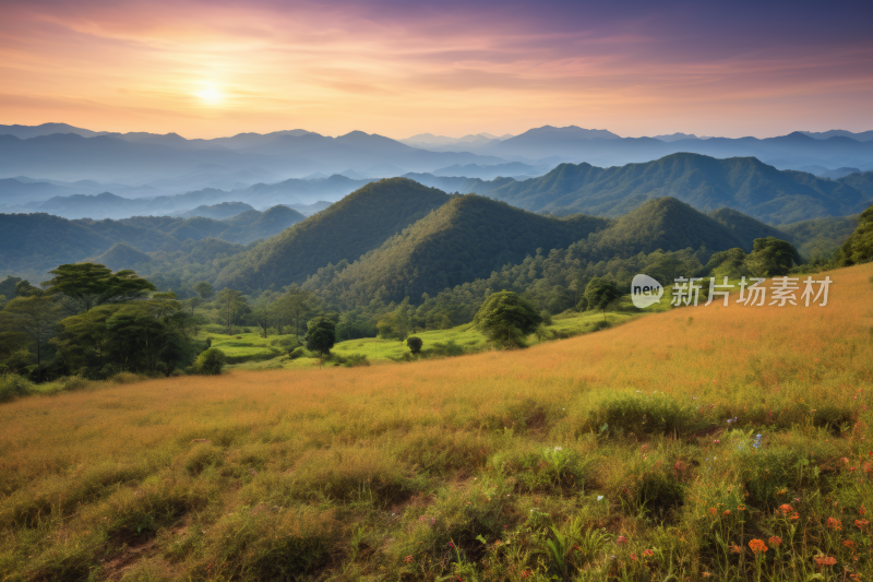 山上一片草地和野花高清风景风光图片