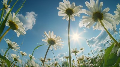 夏天阳光花朵