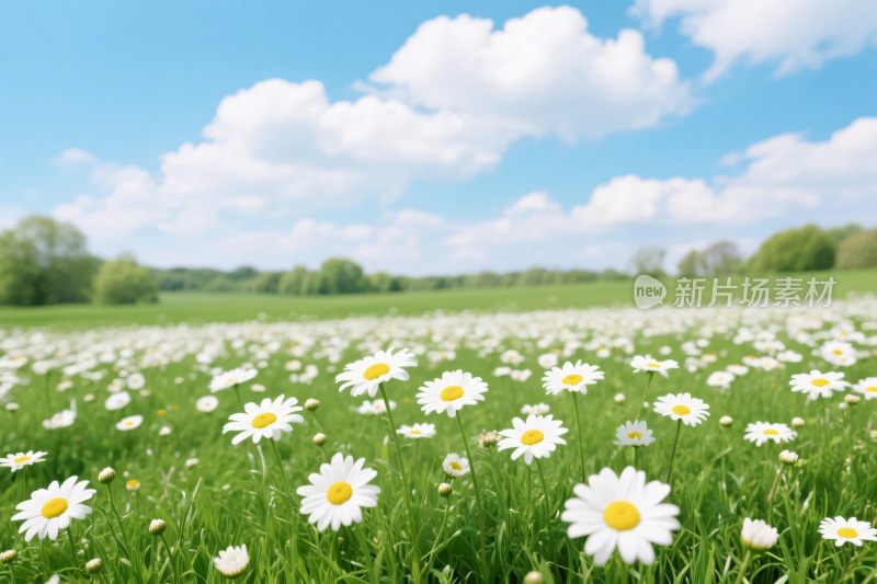 草地雏菊风景图