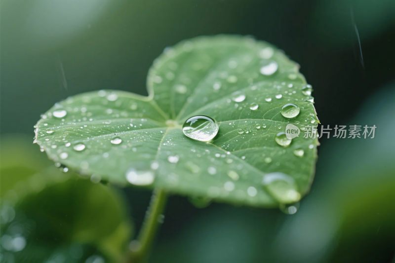 绿叶水珠清新画面