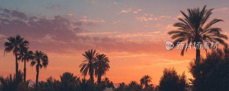 夕阳下的棕榈树美景