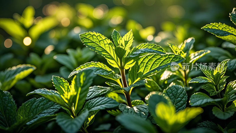 茶叶嫩芽绿色植物阳光照射特写微距背景素材