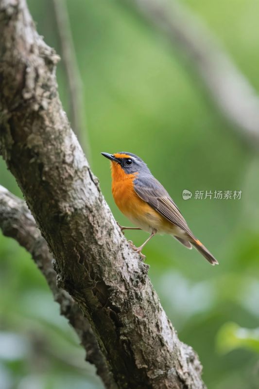 小鸟栖息树枝场景