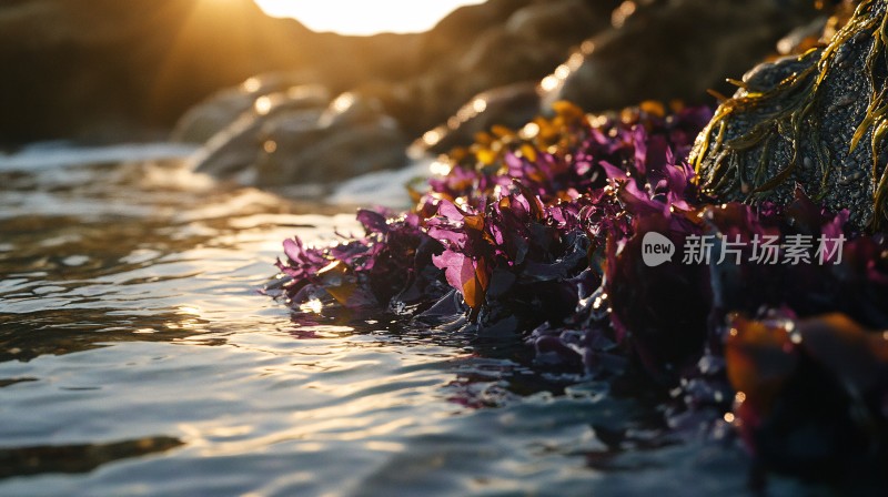 海边的玫瑰花