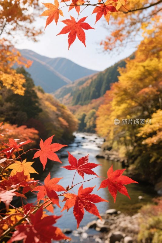 秋日山间溪流枫叶美景