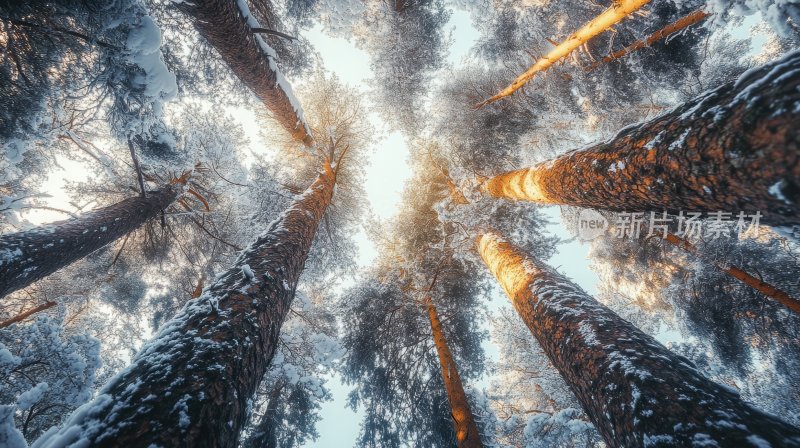 冬天树林冬季风景冬日雪景风光