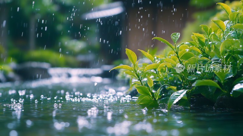 雨珠9雨中绿叶 雨滴与绿意