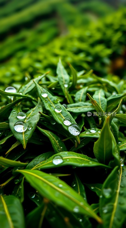 雨后绿叶上的晶莹水珠