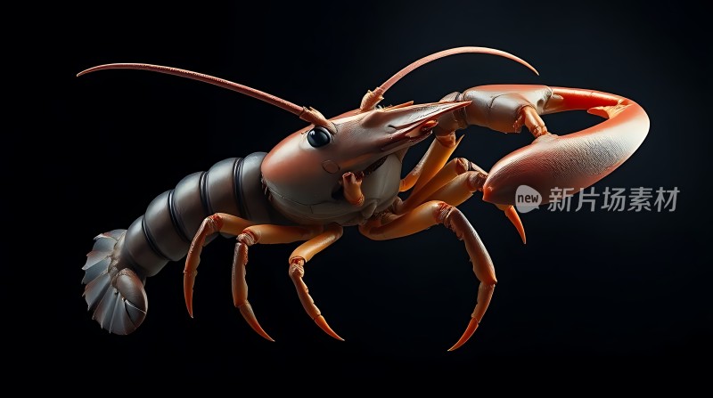 新片场素材红棕色龙虾