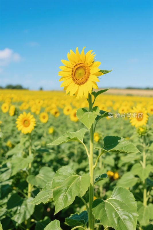 向日葵田园风景