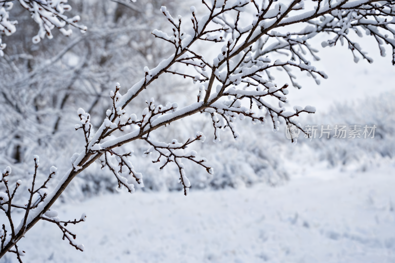 白雪覆盖树枝特写图片