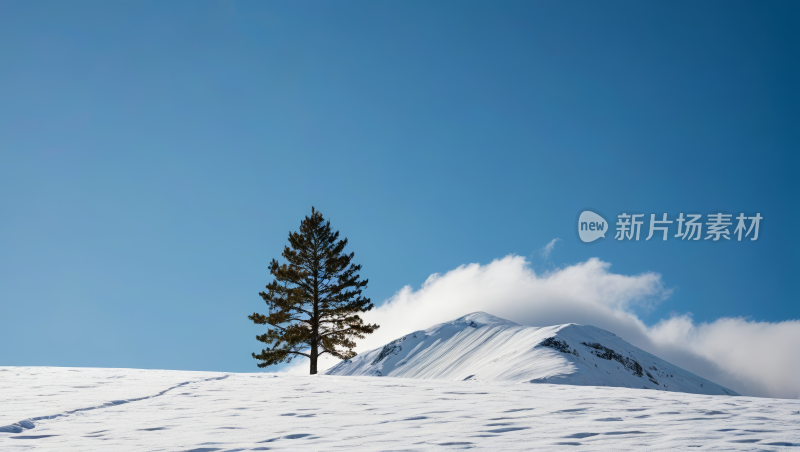 雪山上的一棵树风景风光高清图片