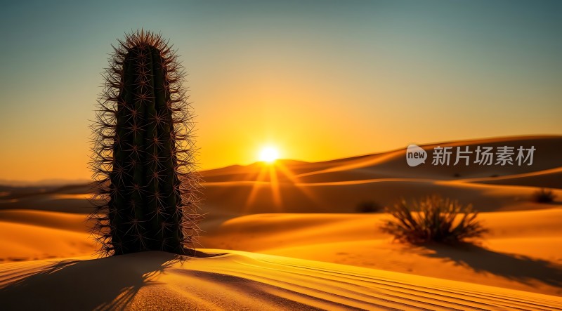 沙漠日落下的坚韧仙人掌