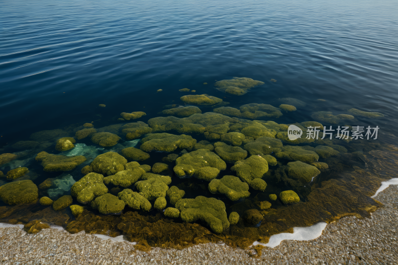 水中有大量的藻类风光风景图片