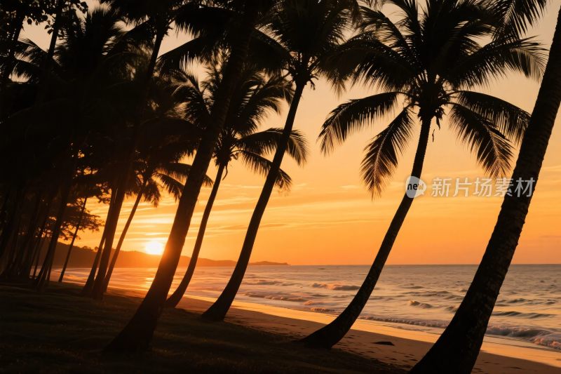 夕阳下的海滩与棕榈树