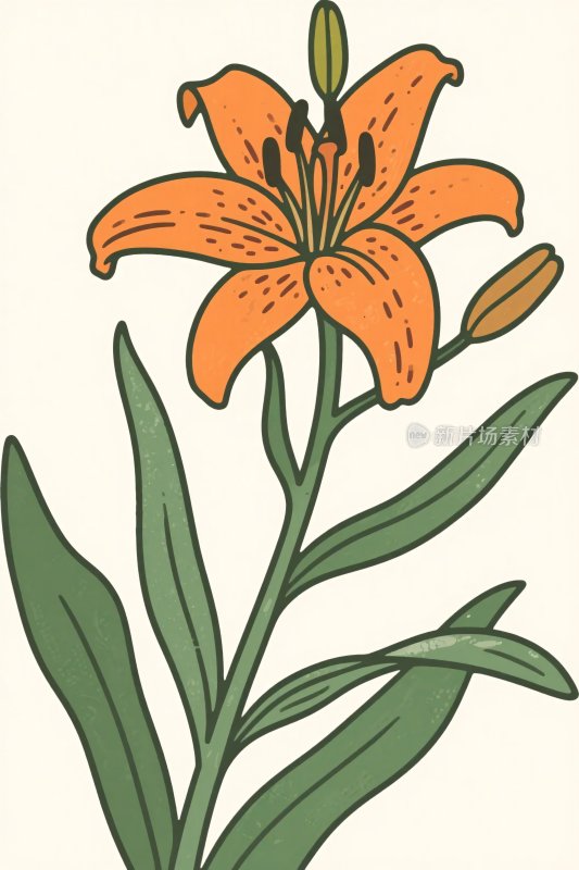 手绘百合花插画