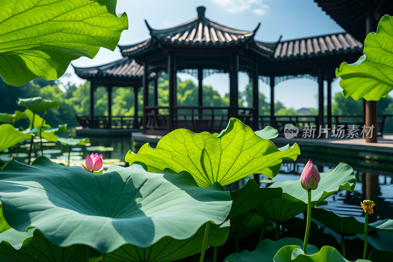 荷花池荷叶生态公园