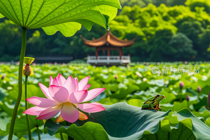 荷花池荷叶生态公园