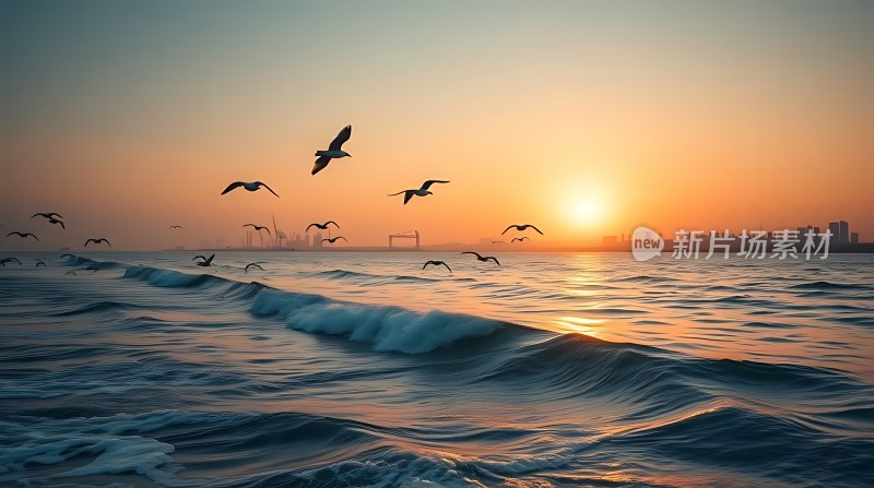 海鸥翱翔日落时分的海洋
