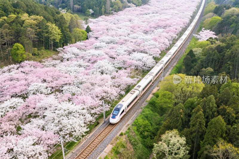 樱花列车春景
