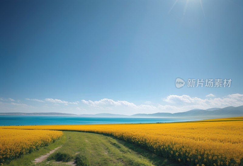 青海湖油菜花海