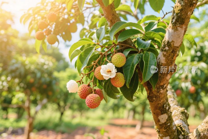 荔枝果树风景图