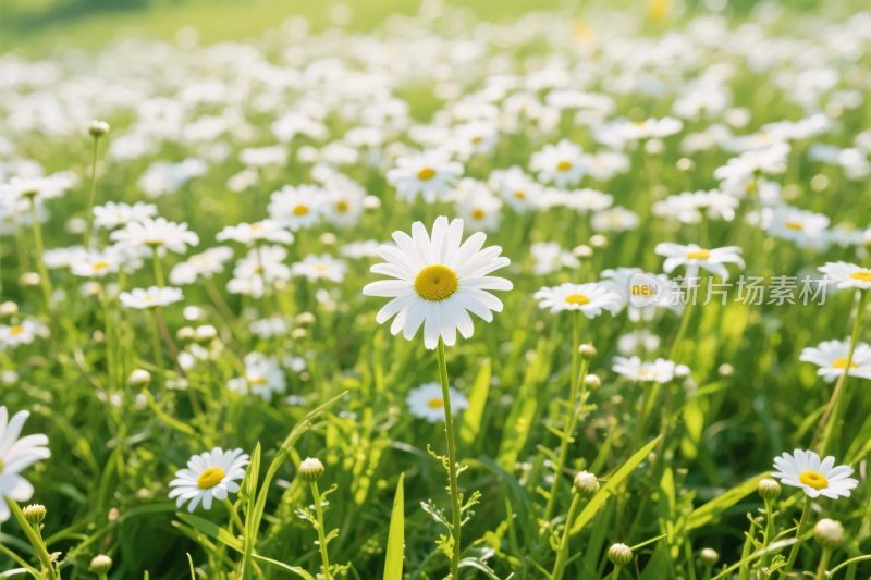 雏菊草地风景图