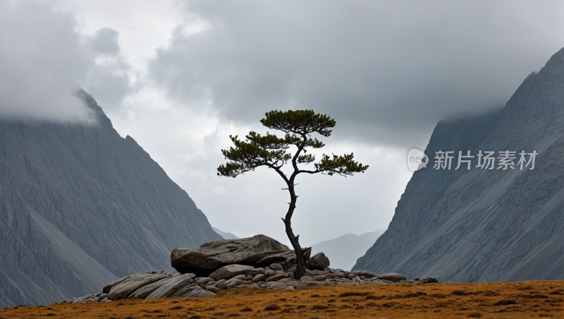 岩石山上的一棵孤树风景风光高清图片