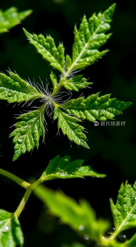 绿叶上的露珠与绒毛