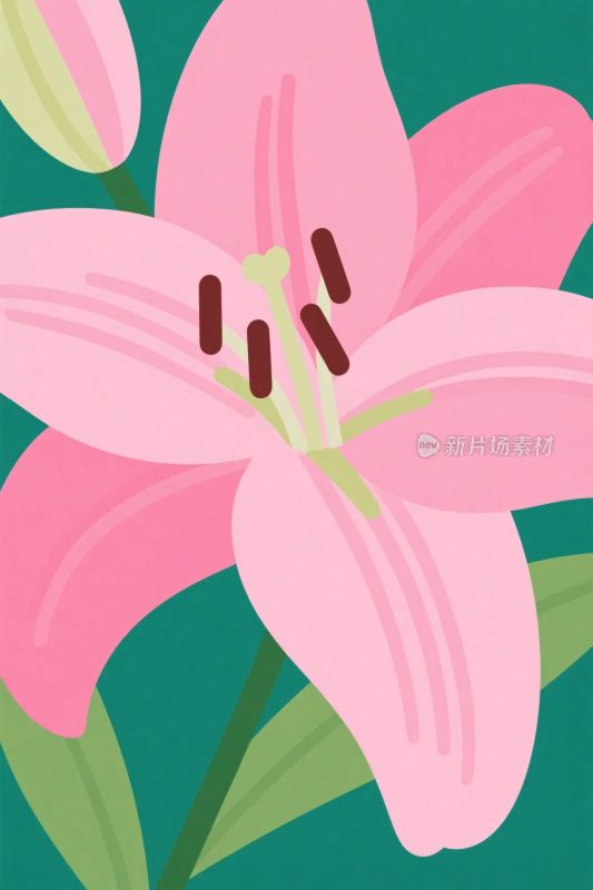 粉色百合花插画