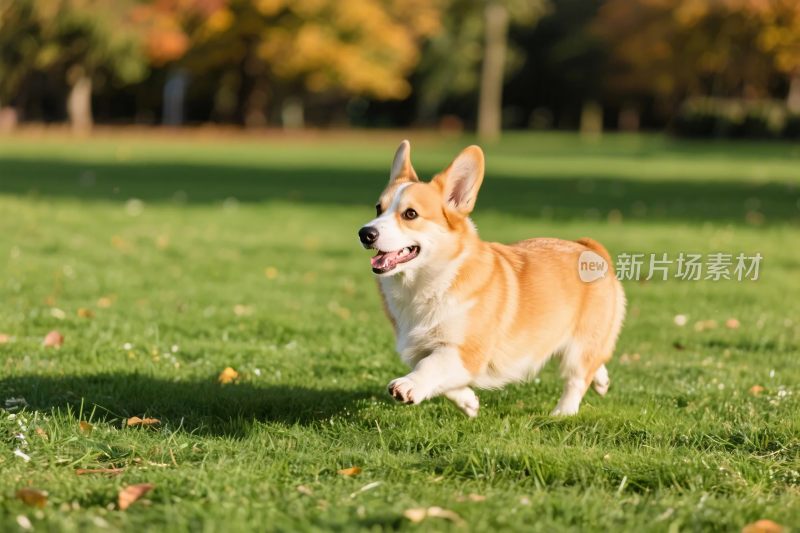柯基犬草地奔跑