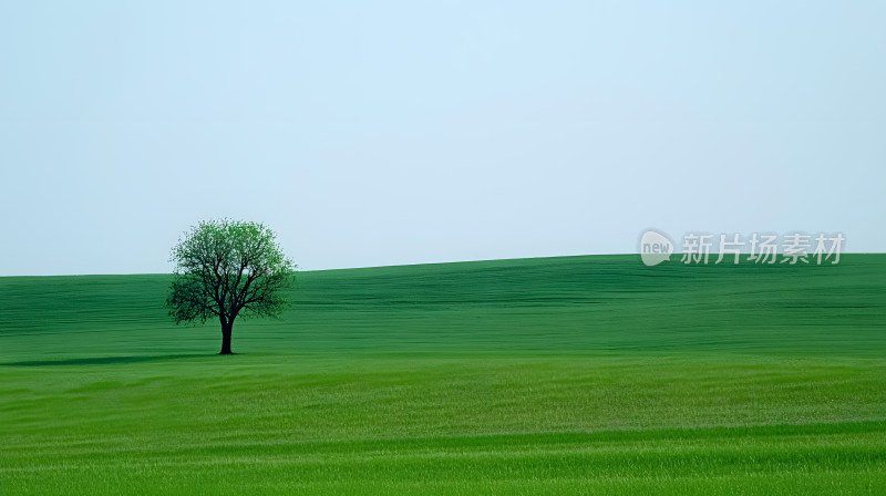 一棵孤独树矗立在广阔绿色景观中