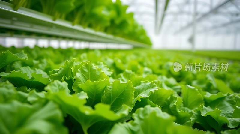 绿色蔬菜大棚种植基地