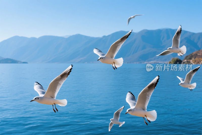 海面上飞翔的海鸥与远山