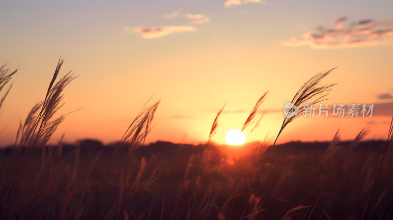 夕阳芦苇秋分秋天黄昏晚霞草地日落唯美壁纸