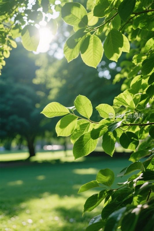 阳光绿叶风景画
