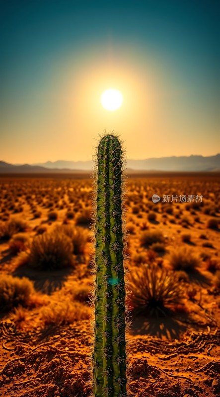 阳光下的坚韧生命