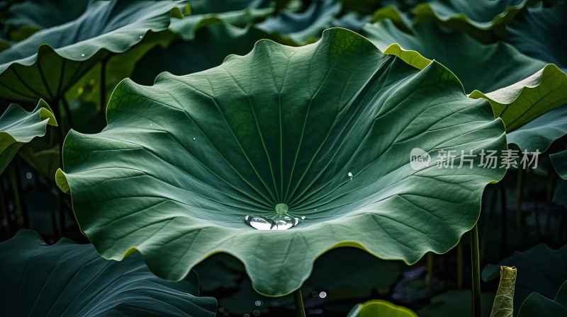 荷叶露珠早晨自然生态环保绿色植物图片