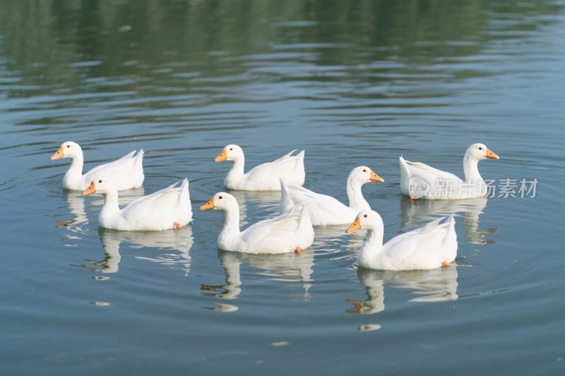 白鹅游水场景