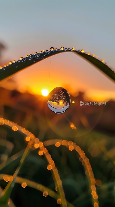 晨曦下的露珠映日