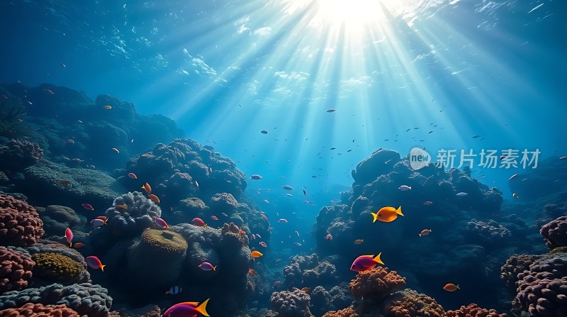 阳光下的海底世界