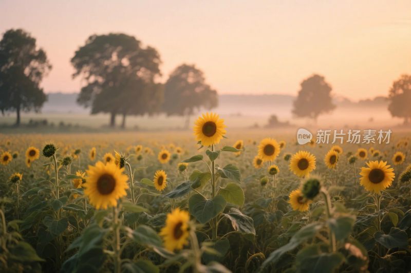 向日葵田园风景